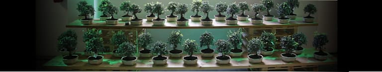 MAZDA METTE RADICI NEL FUTURO